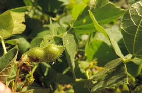 Image result for Rhynchosia viscosa