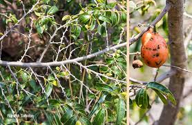 Image result for Hexalobus monopetalus