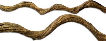 Reptile vivarium wood with realistic ivy vine plant decoration ornament. Natural Vines For Live Vivariums Bioactive Terrariums Neherp Your One Stop Vivarium Shop