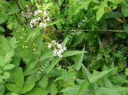 Image result for Vincetoxicum monticola