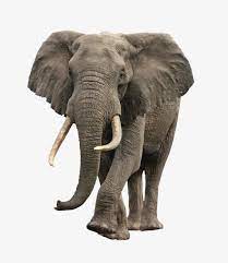 Elephant Png And Clipart Elephant Images Animals Elephants Photos