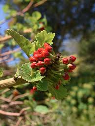 Image result for Greyia