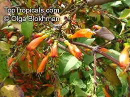 Image result for Halleria lucida