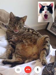 By alexa 18 aug, 2020 post a comment. Foto Meme Kucing Senyum