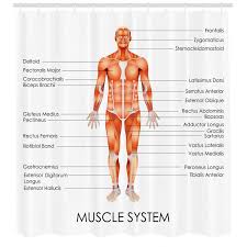When you are taking anatomy and physiology you will be required to identify major muscles in the human body. Ambesonne Human Anatomy Muscle System Diagram Of Man Body Features Biological Elements Medical Heath Image Single Shower Curtain Wayfair