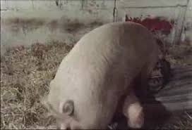 Maybe you would like to learn more about one of these? Retro Zoofilia Woman Fucking A Pig In The Barn Only Real Amateurs On Pervertslut Com