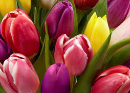 Flowers by bob inc asub kohas maynardville. About Us And Business Hours Flowers By Bob Maynardville Tn 37807