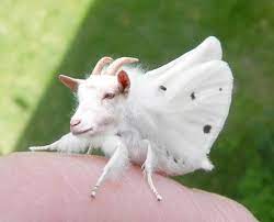27 hilarious pics of animals photoshopped into random things cured my hatred. Funny Hybrid Animals The Best 13 Photoshopped Creations