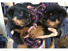 Browse photos and descriptions of 1000 of alabama rottweiler puppies of many breeds available right now! Pure Rottweiler Puppies Animals Banks Alabama Announcement 31643