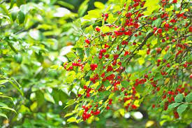 Nanking cherry bushes make a beautiful ornamental shrub or hedge, and are loaded with little edible cherries two years ago i planted three nanking cherry bushes along the fence in our garden. What Is A Nanking Cherry Learn About Growing Bush Cherries