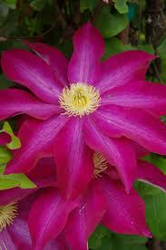 I grow this variety alongside my garden gate in a cramped space that is less than a. Great Plant Picks Unbeatable Plants For The Maritime Northwest Garden