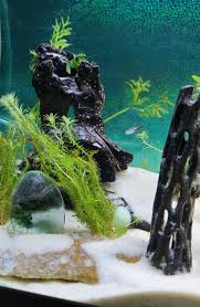 Image result for Mayaca