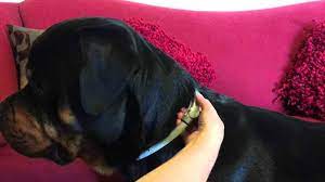Purchased in february 2021 at ebay for $49.99. Seresto Flea Collar Reviews Of 2020 Buyer S Guide Thepetadvice