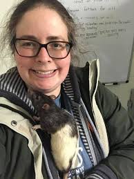 We have so many rats available for adoption right now! We've got big huge  rats and also small baby rats, and they're all in groups of at least two  and ready to