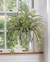 Spider Plant Baby Live Plant With Roots Etsy In 2021 Indoor Vines Hanging Plants Indoor Hanging Plants