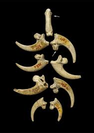 Der neandertaler bekam seinen namen nach dem fundort neandertal bei düsseldorf zugesprochen. Neandertaler Wikipedia