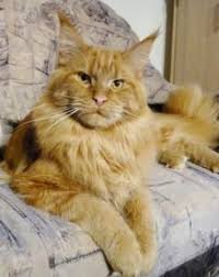 They are very intelligent friendly cats and also very playful and curious. Pin On Ginger Cats