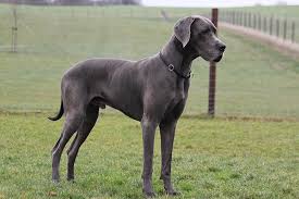 Find small dogs and puppies from florida breeders. Great Dane Dog Breed Information