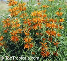 Image result for Leonotis