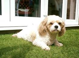 Cavachon The Complete Owners Guide To The Cavachon Breed Of Dog