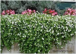Learning about flowered succulents is something that will prove to be benificial for all types of growers. Bacopa Small White Or Purple Flowers Trailing Habit Good For Hanging Baskets Or Pots Can Handle Light Frosts Plan Plants Bacopa Front Yard Landscaping