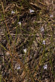 Image result for Wahlenbergia banksiana