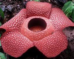 Big And Stinky Rafflesia Arnoldii The Largest Flower On Earth