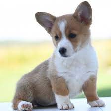 Natalie Pembroke Welsh Corgi Puppy 653628 Puppyspot Welsh Corgi Puppies Pembroke Welsh Corgi Puppies Corgi