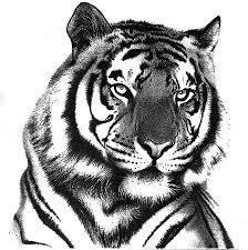 Tiger face portrait pencil drawing on paper. Tiger Animal Pencil Drawing Artists Novocom Top