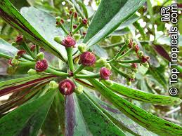 Image result for Euphorbia grantii