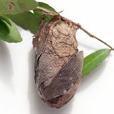 Moths evolved long before butterflies; Cocoon Wrapped In Leaves Antheraea Polyphemus Cocoon Wrap Cocoon Moth Cocoon