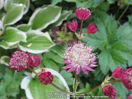 Astrantia `star of fire' astrantia `star of fire' from 8.75. Masterwort Astrantia Major Star Of Fire Garden Org