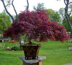 Japanese maple trees can provide a striking focal point, be the perfect plant to set off a large container, or grow into an impressive bonsai specimen. Easy To Follow Tips For Growing Trees In Pots Horticulture