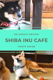 Shiba Inu Cafe Review Tokyo Japan The Japantry Tokyo Japan Japan Shiba Inu