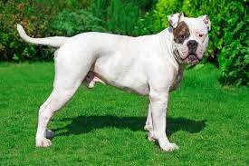 You might also be interested in our upcoming litters. American Bulldog Dogs And Puppies For Sale In The Uk Pets4homes