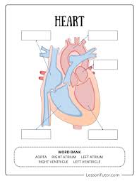 Image result for Cardiovascular Worksheets