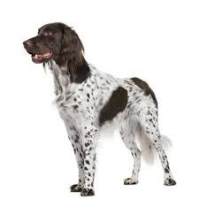 Image result for bretanský dlouhosrstý ohař