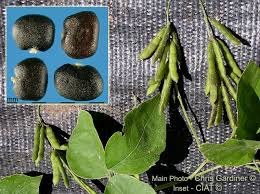 Image result for Neonotonia wightii