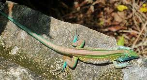 Species in the genus cnemidophorus are commonly referred to as whiptail lizards or racerunners. Rennechsen Wikiwand