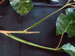 Image result for Trichilia prieuriana