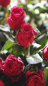 A rose is always beautiful, clear and suitable as a background background garden orange hd cute natural flowers green back ground attractive beautiful. Nature Red Rose Flower Gift Bouquet Iphone 6 Wallpaper Download Iphone Wallpapers Ipad Wallpapers One Flower Wallpaper Flower Phone Wallpaper Rose Wallpaper