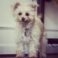 Black And White Maltese Pomeranian Mix The Bizi Bee About Me Family Friendly Dogs Pomeranian Mix Animals