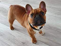 See more ideas about francia bulldog, bulldog, kutya. Lyna Bull Francia Bulldog Startseite Facebook