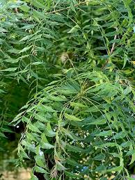 Image result for Azadirachta indica