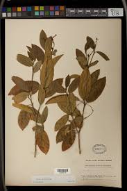 Image result for Croton polytrichus