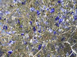 Image result for Psorospermum mechowii