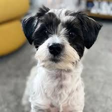 There is a chance they will have some of the colors and markings of the shih tzu. 20 Uniquely Adorable Shih Tzu Mixes You Should Consider For Your Next Pet
