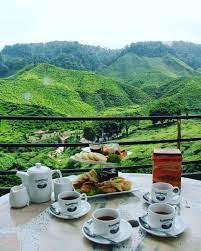 Terra's tree house ⭐ , malaysia, brinchang, jalan sungai mansion, brinchang, pahang: Sungai Palas Tea Boh Garden Cameron Highland Part Of Me