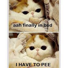 Exotic shorthair the exotic shorthair has a medium, rounded compact body, a rounded head and ears, and large round eyes. Exotic Kittens For Sale Adoptapet Com