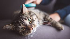 Sampo khusus untuk mengusir kutu kucing banyak di jual di pet shop. 8 Cara Menghilangkan Kutu Kucing Untuk Peliharaan Kesayanganmu